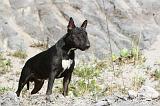 BULL TERRIER 016
